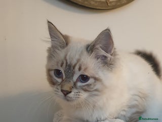 Ragdoll cats Beautiful GCCF Registered Lynx Ragdoll Kitten. - Advert 7