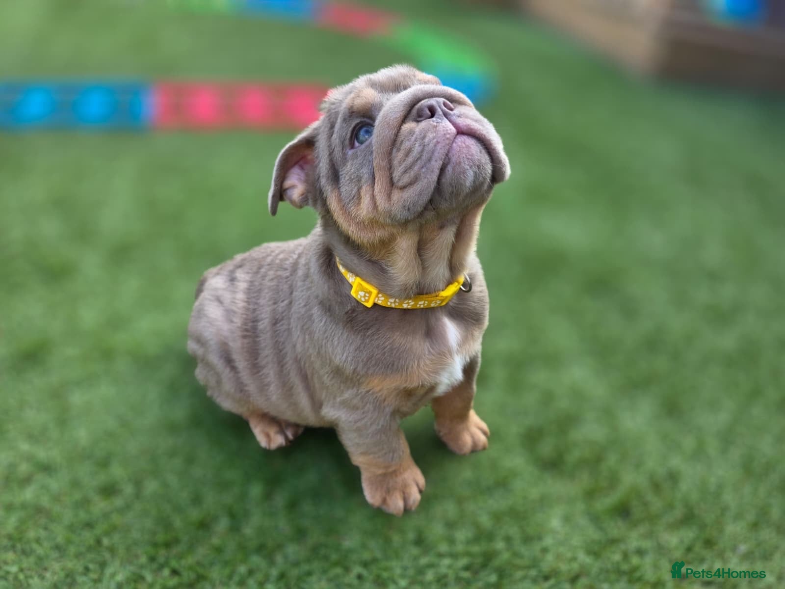 English Bulldog dogs Litter of bulldogs  - Advert 14