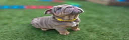 English Bulldog dogs for sale: Litter of bulldogs  - Advert 1