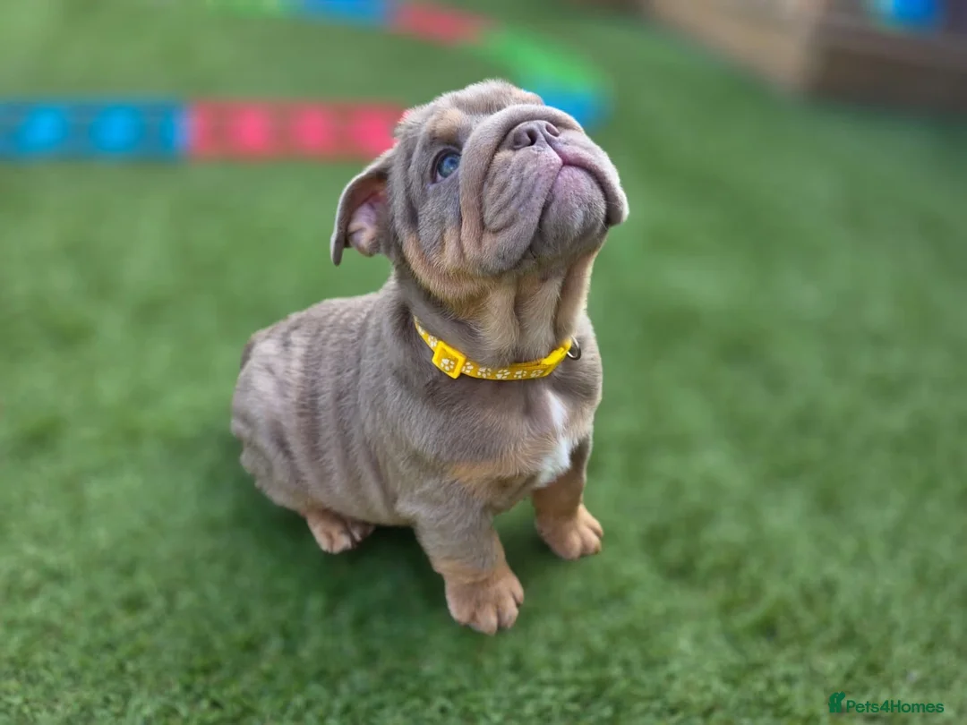 English Bulldog dogs for sale: Litter of bulldogs  - Advert 1