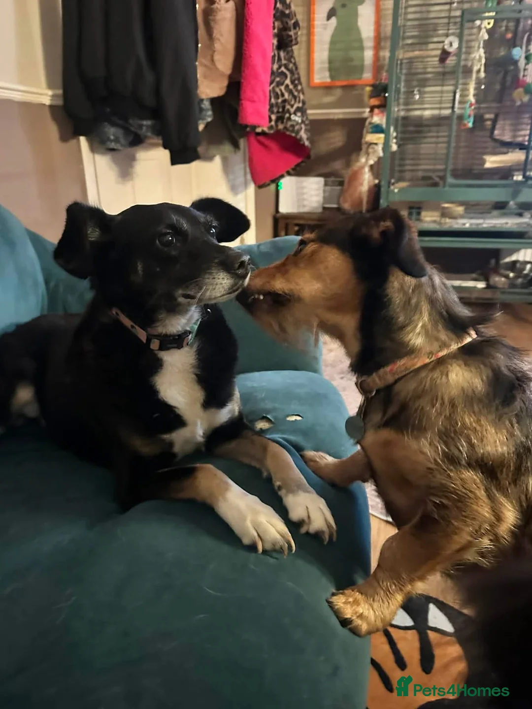 Mixed Breed dogs for adoption: Suzy - Norwich Norfolk  - Advert 4