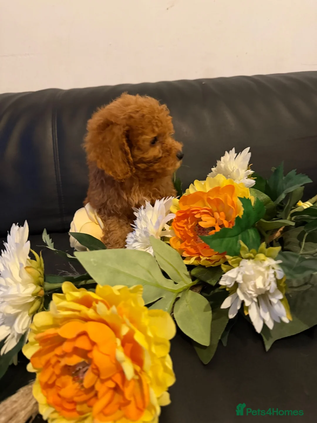 Maltipoo dogs for sale: Beautiful F1BB Maltipoo Puppies  - Advert 17