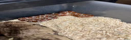 Corn Snake reptiles for sale: Various corn snakes/colubrids at urban exotics  - Advert 8