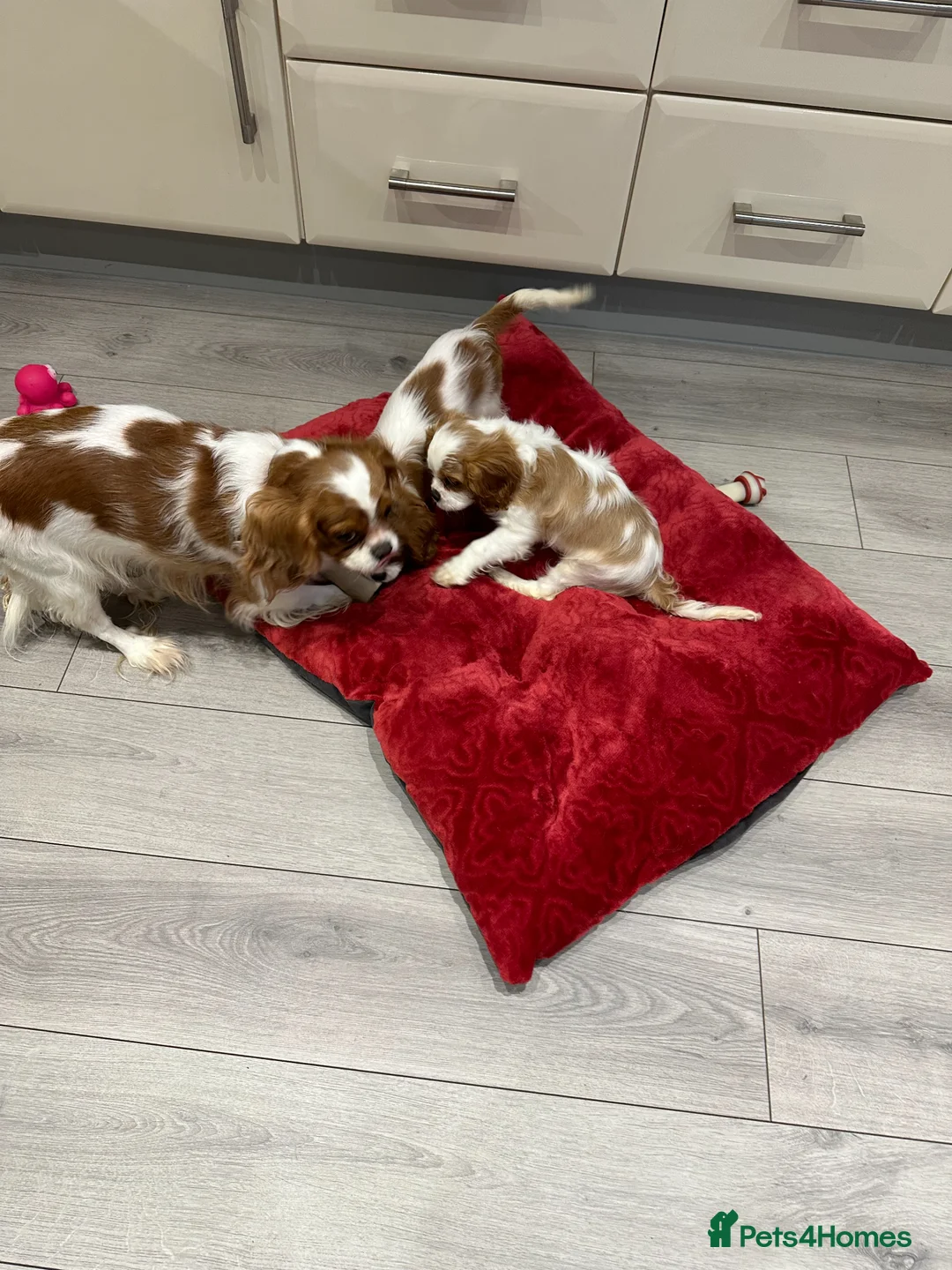 Cavalier King Charles Spaniel dogs for sale: Stunning Health Tested Cavalier King Charles Puppy - Advert 5