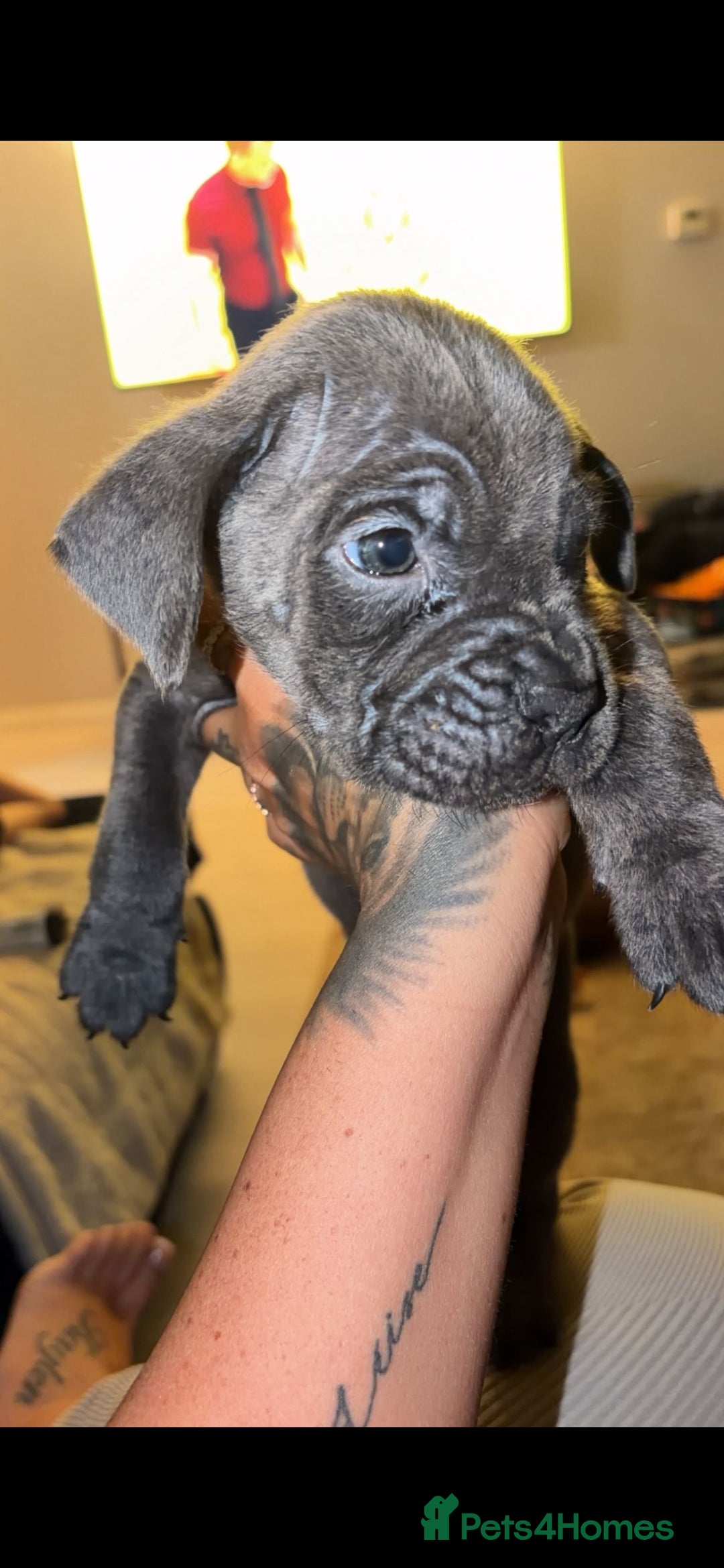 Mixed Breed dogs Beautiful healthy puppy half Cane Corso - Advert 1