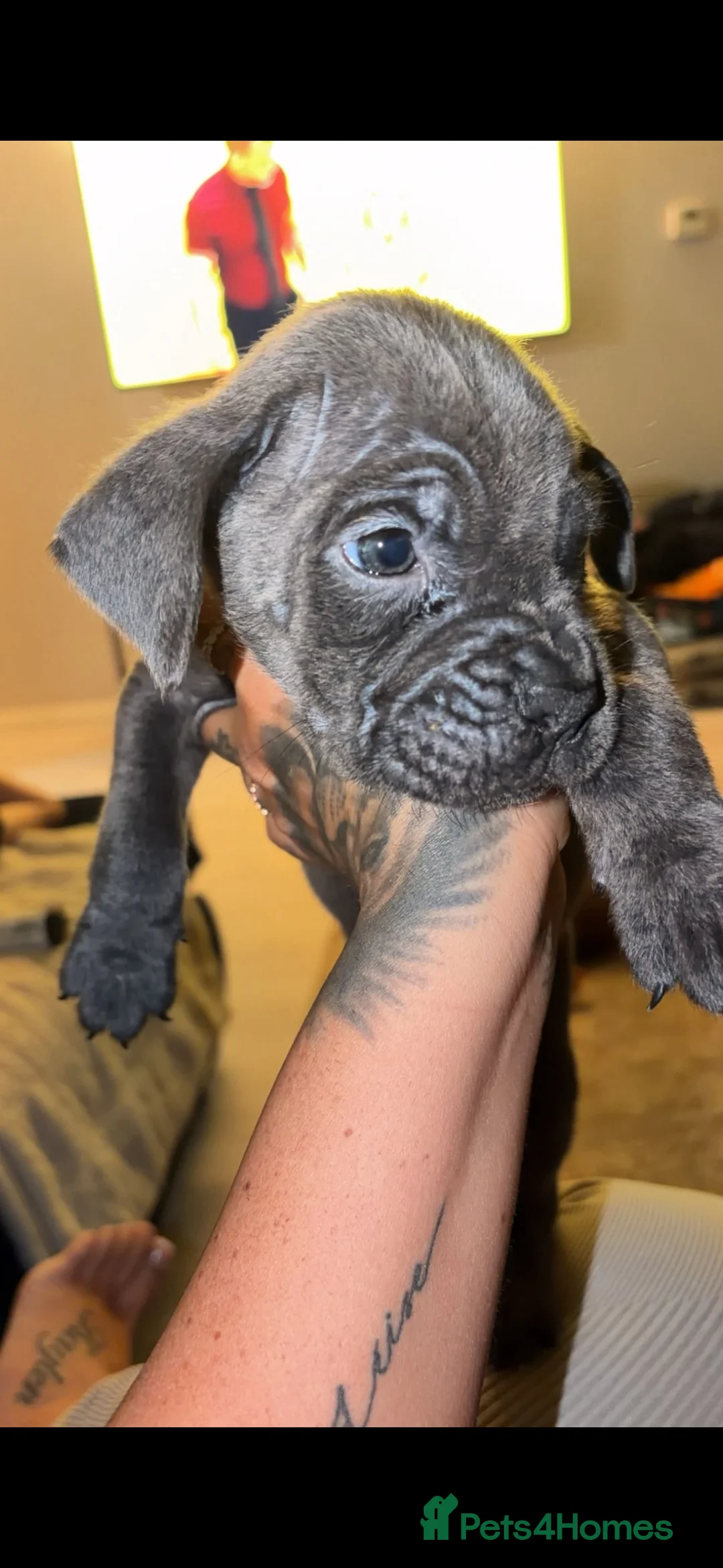 Mixed Breed dogs for sale: Beautiful healthy puppy half Cane Corso - Advert 1