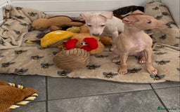 Italian Greyhound dogs for sale: ITALIAN GREYHOUND PUPPIES  - Advert 9