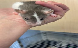 Rat rodents for sale: Pet rats - Image 3
