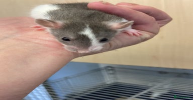 Rat rodents - Advert 3