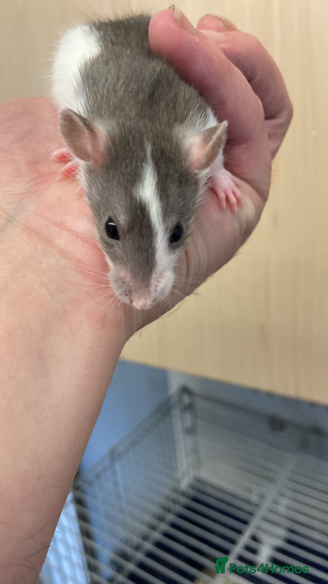 Rat rodents for sale: Pet rats - Image 3