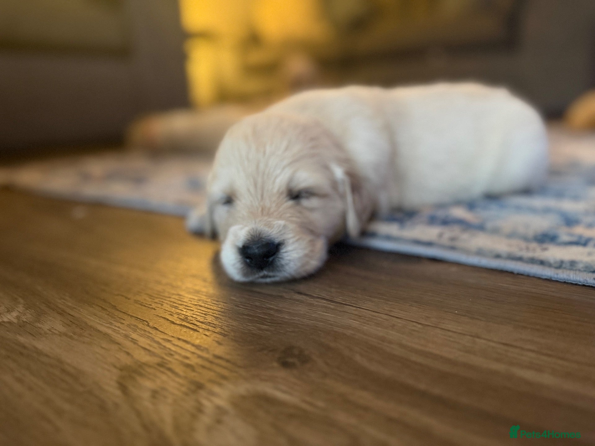Golden Retriever dogs for sale: 🌟dark to light colours!  exceptional pedigree! !  - Advert 8