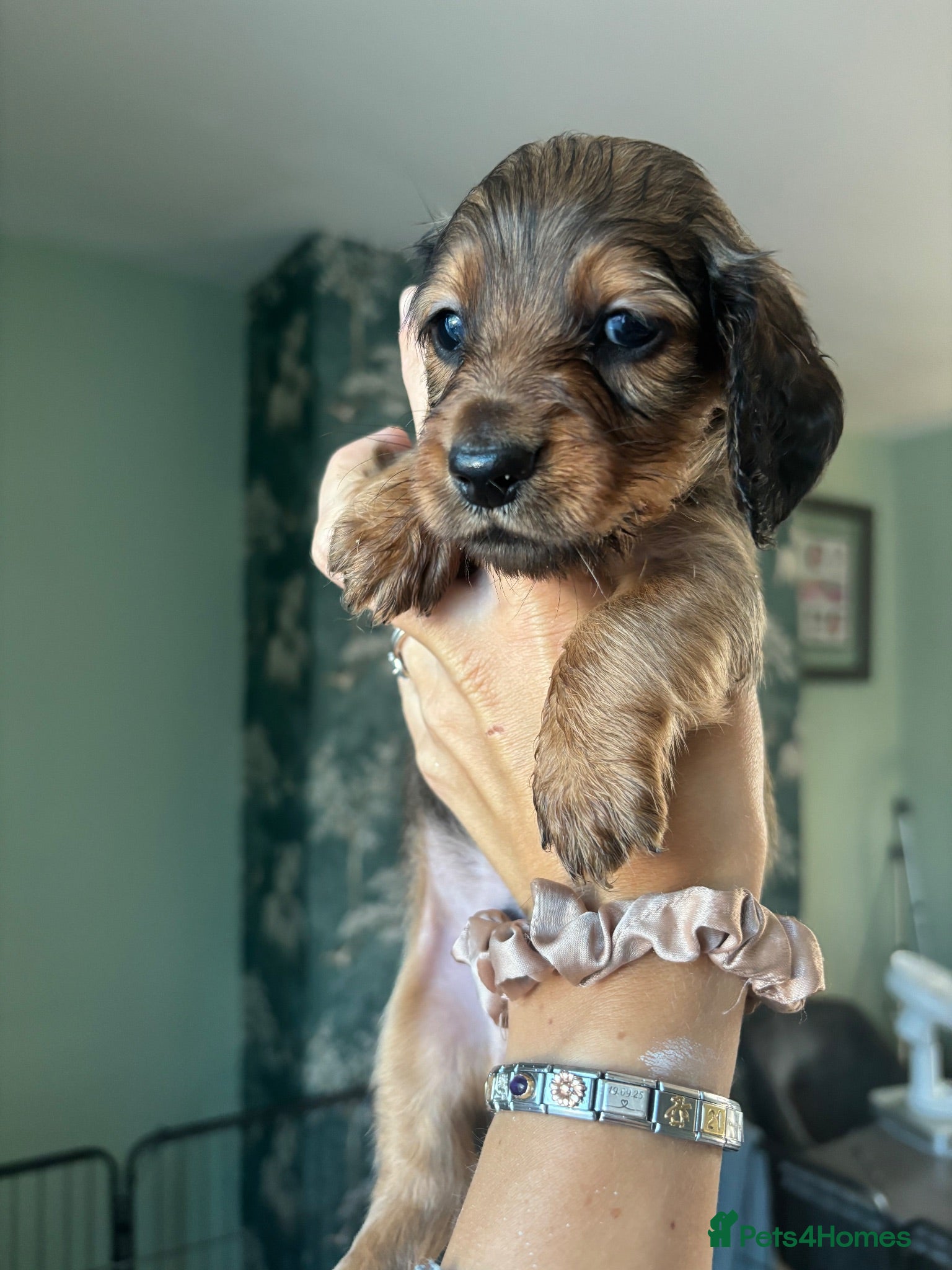 Dachshund dogs 7 Beautiful Dachshund Puppies - Advert 2