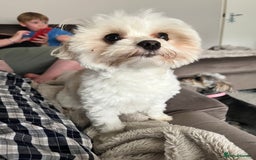 Maltipoo dogs for sale: Maltipoo - Image 3