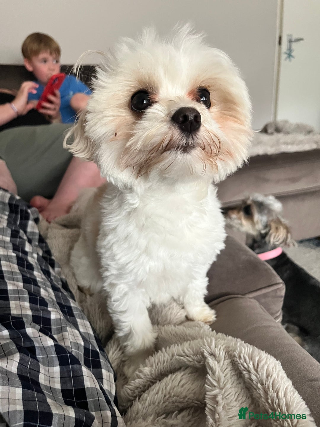 Maltipoo dogs for sale: Maltipoo - Image 3