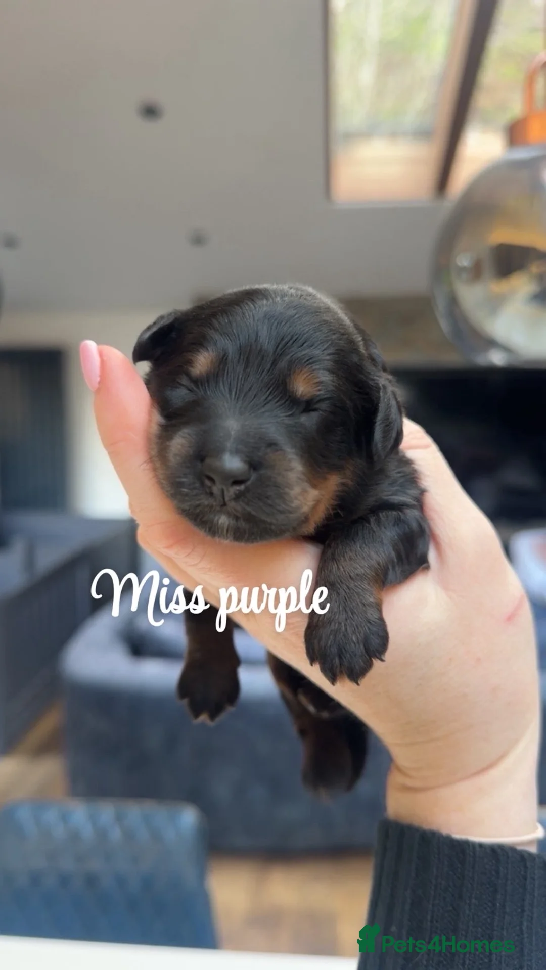 Bernedoodle dogs for sale: Merle, Black & Tan Mini Outstanding Bernedoodles - Advert 27
