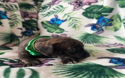 Mixed Breed dogs for sale: Beautiful Daffys - staffy cross dachshund  - Image 25