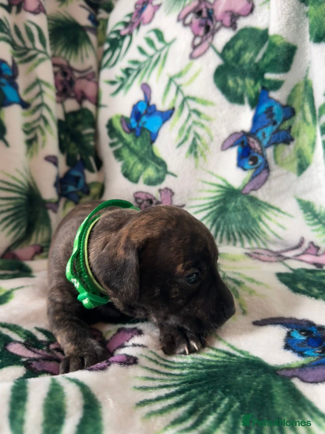 Mixed Breed dogs for sale: Beautiful Daffys - staffy cross dachshund  - Image 25