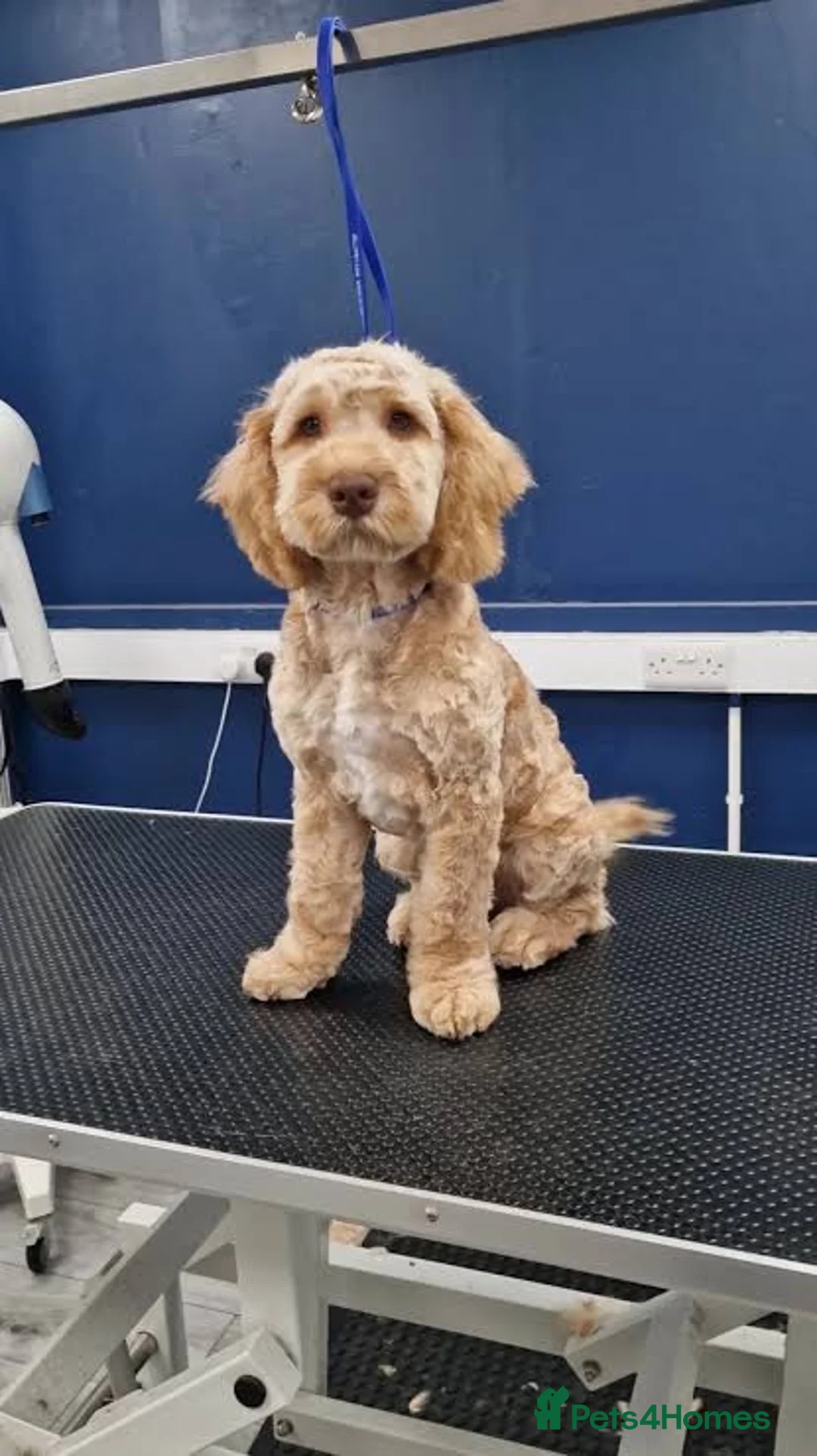Cockapoo dogs for sale: Rosie  - Advert 3