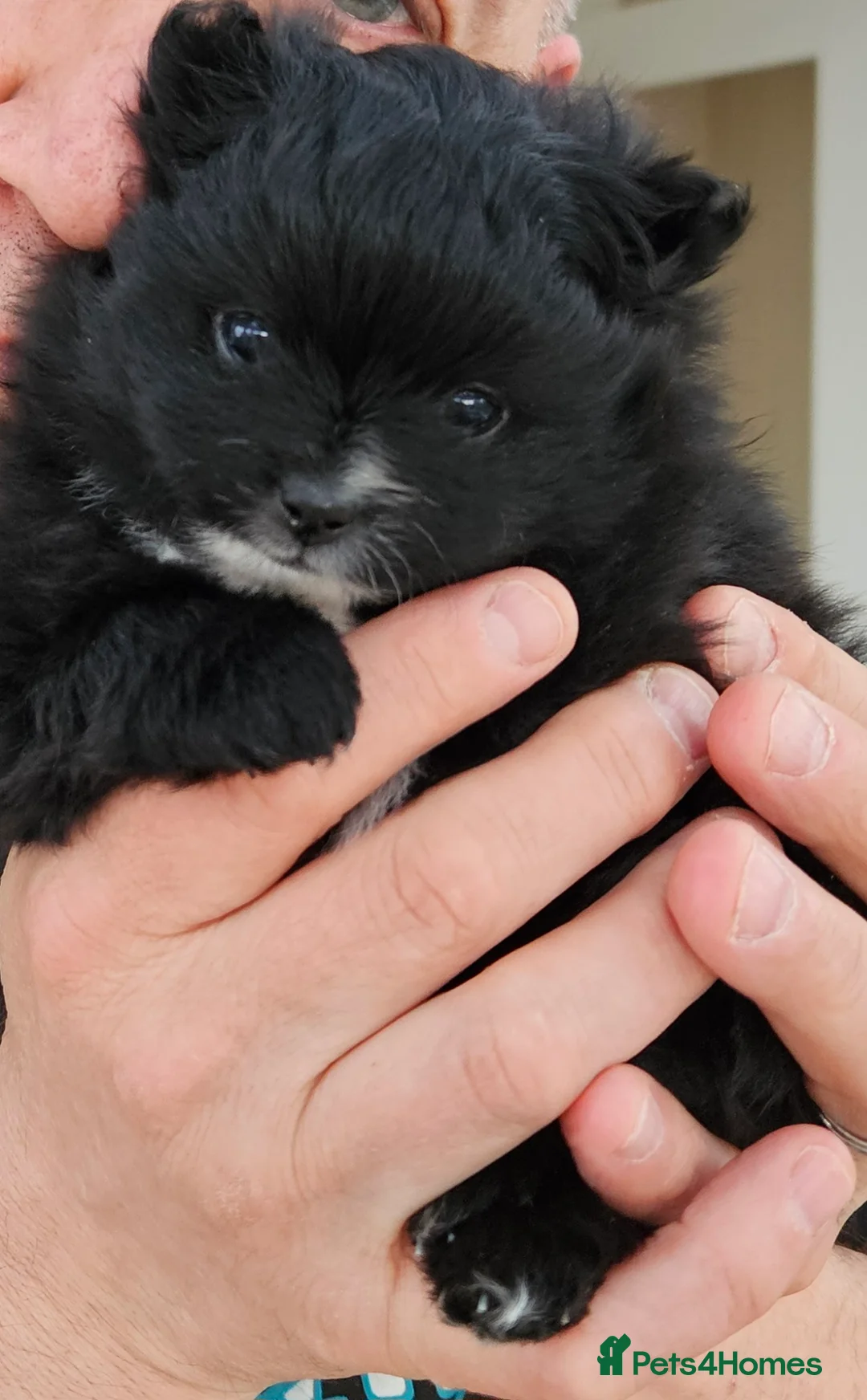 Pomeranian dogs for sale: Two pomeranian males in Stockton-on-Tees - Advert 2