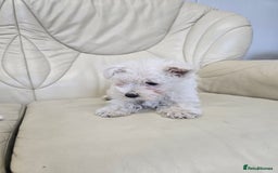 West Highland Terrier dogs for sale: KC REGISTERED WEST HIGHLAND TERRIERS - Image 12