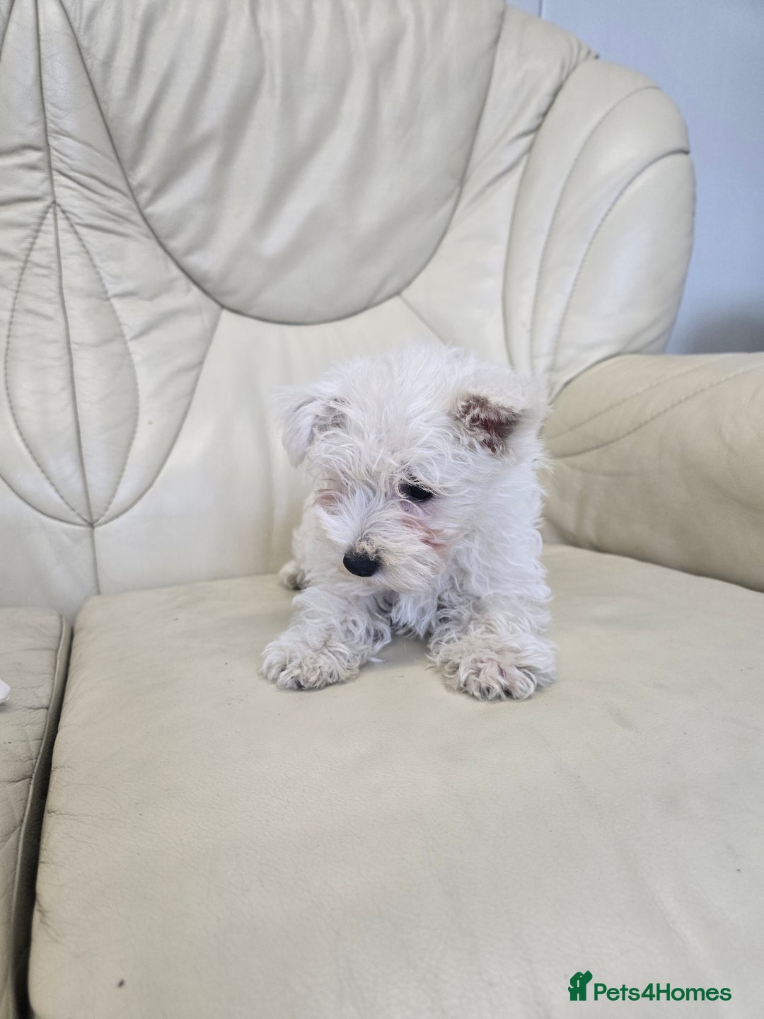 West Highland Terrier dogs for sale: KC REGISTERED WEST HIGHLAND TERRIERS - Image 12