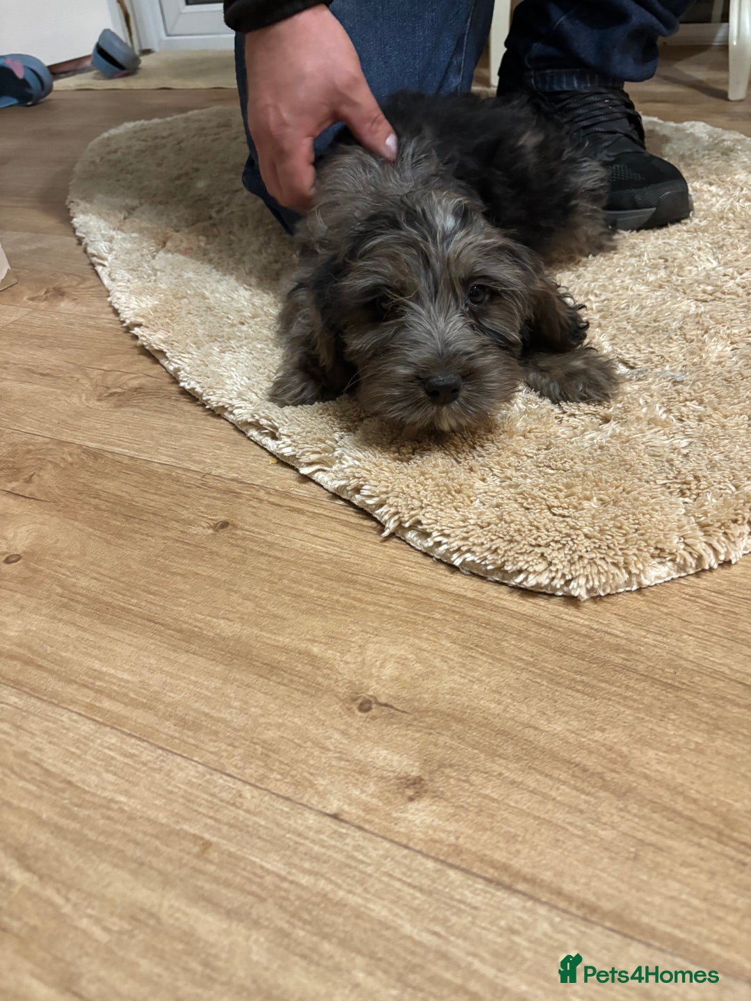 Cockapoo dogs for sale: Cockerapoos puppies - Image 3