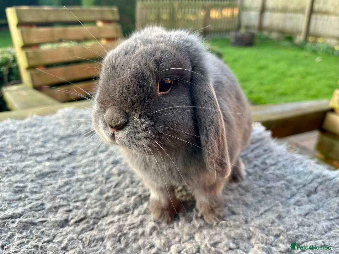 Mini Lop rabbits for sale: Grey mini lop girl ready to leave - Advert 1