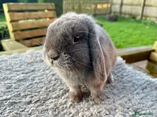 Mini Lop rabbits Grey mini lop girl ready to leave - Advert 1