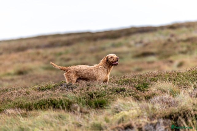 Hungarian Vizsla dogs Gamekeeper owned working wirehaired vizsla - Advert 1