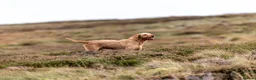 Hungarian Vizsla dogs for stud: Gamekeeper owned working wirehaired vizsla - Advert 1