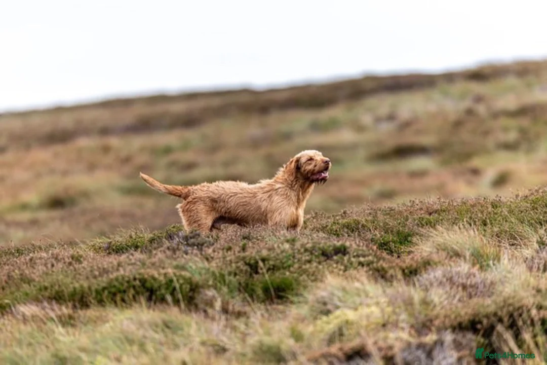 Hungarian Vizsla dogs for stud: Gamekeeper owned working wirehaired vizsla - Advert 1