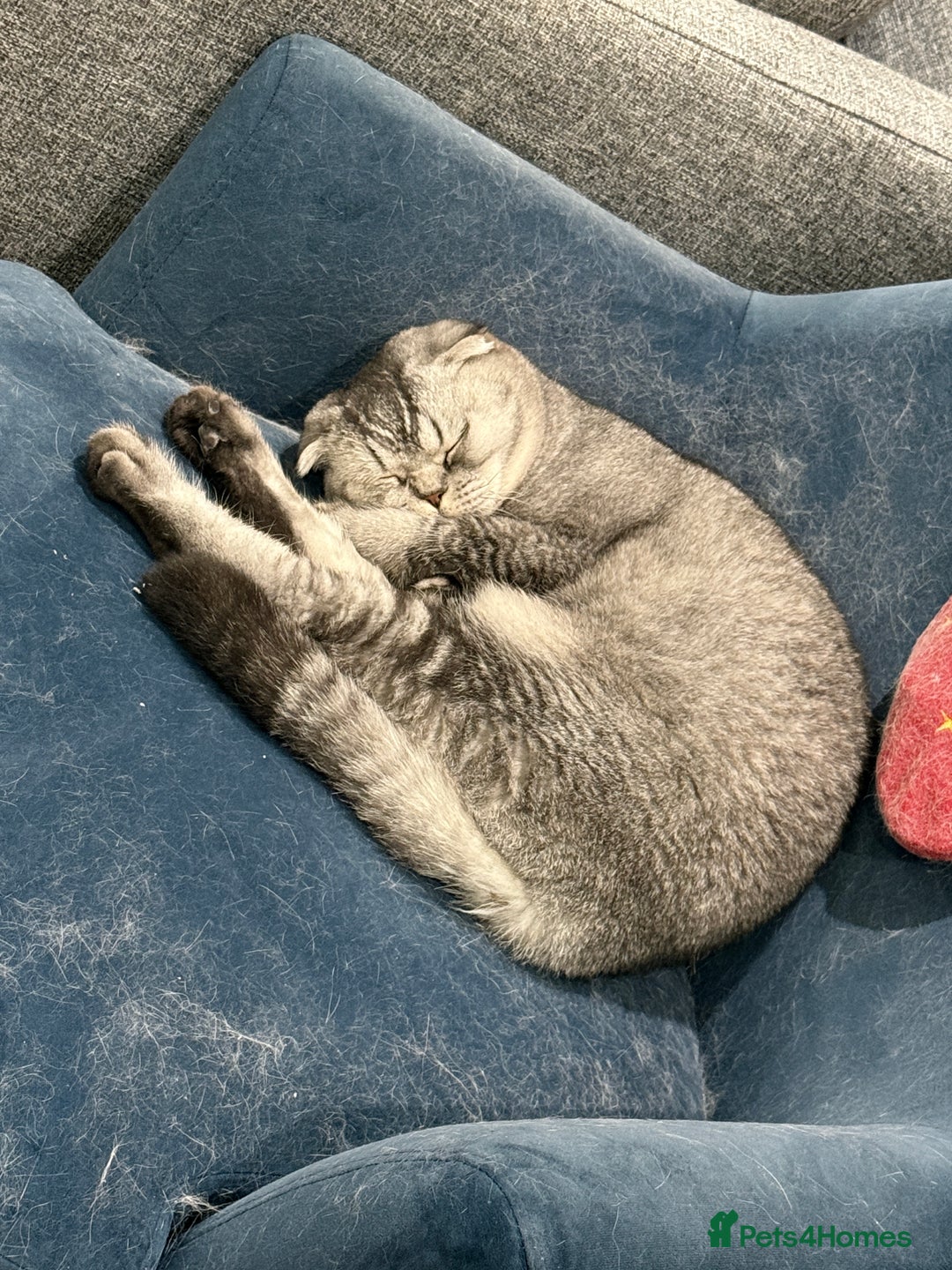 Scottish Fold cats for sale: Scottish fold boy for rehome 🙂 - Image 6