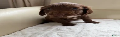 Cockapoo Puppy 5