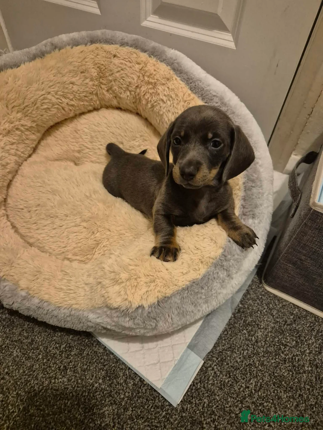 Miniature Dachshund dogs for sale: KC Dachshund puppies  - Advert 7
