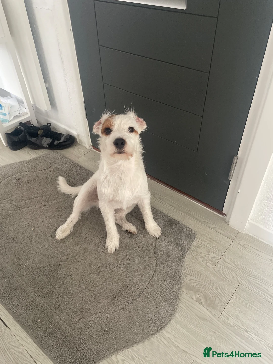Jack Russell dogs for stud: Jack Russel  - Advert 4