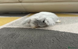 Mini Lop rabbits for sale: Cute mini lops for sale - Image 2