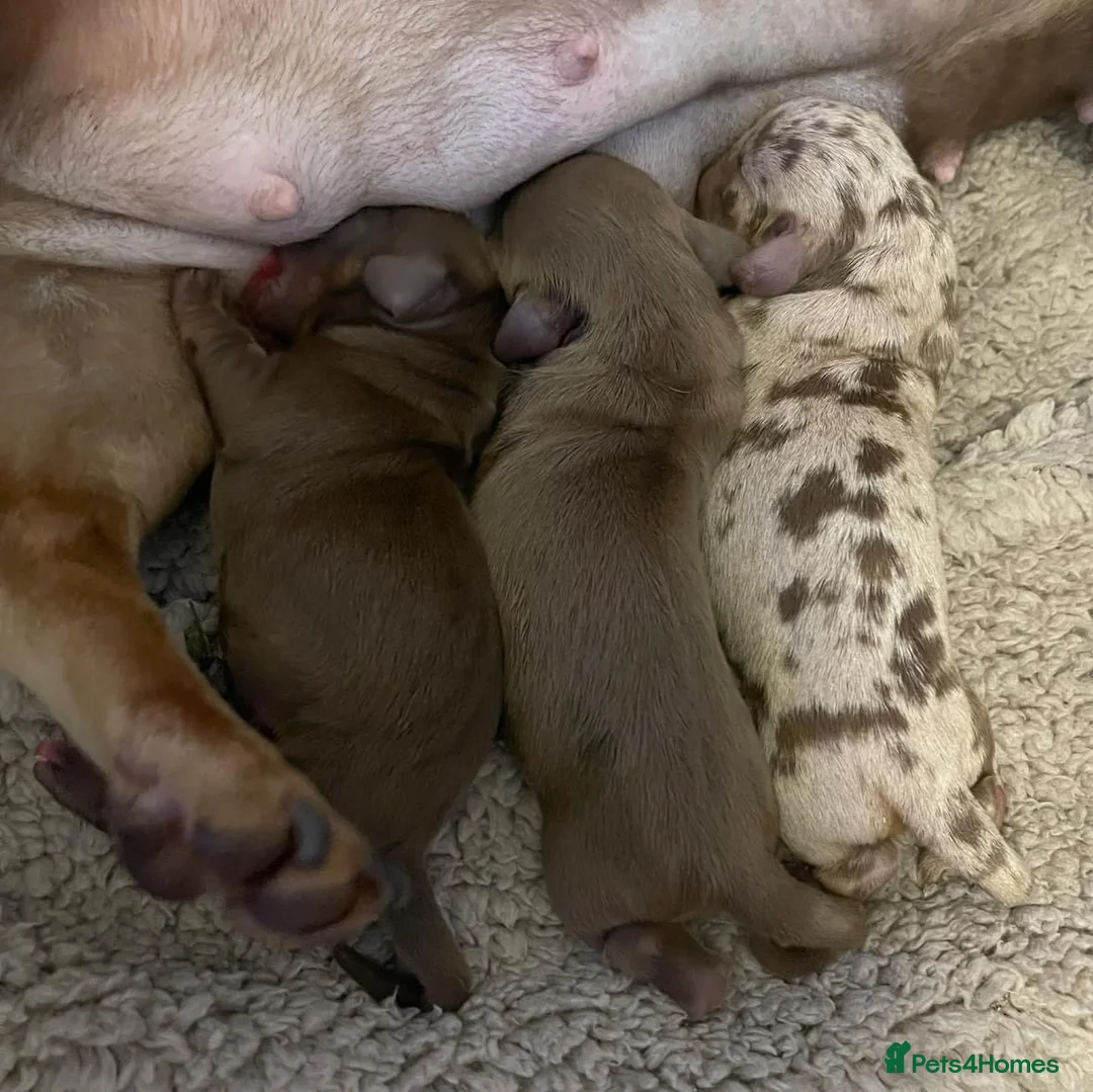 Miniature Dachshund dogs for stud: SLICE - Super Chocolate Dapple Miniature Stud in Dalry - Advert 17