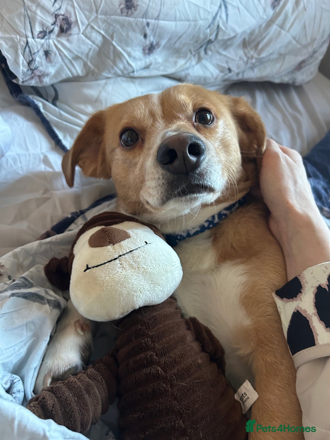 Mixed Breed dogs for sale: Beagle cross - Advert 2