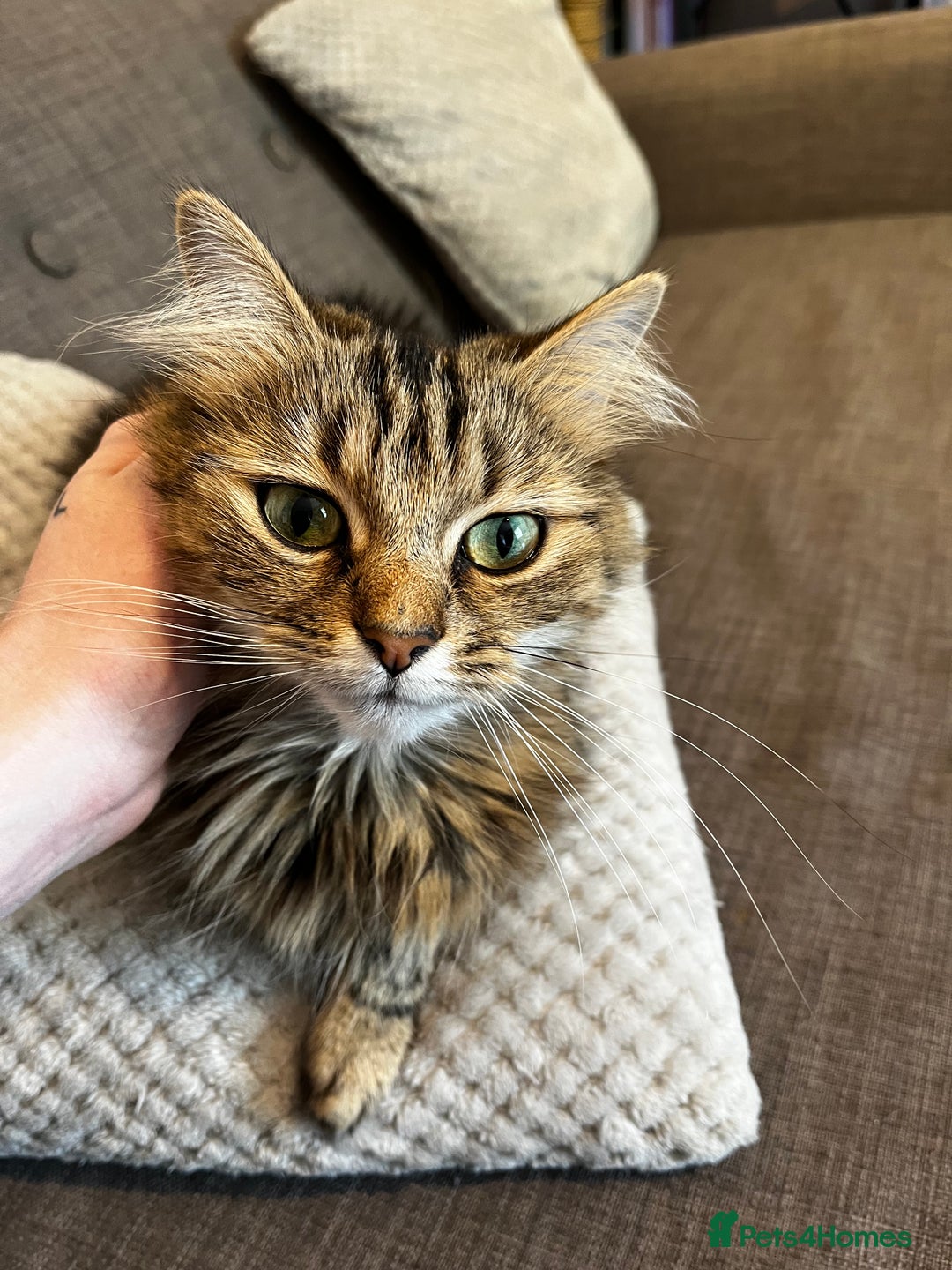 British Longhair cats for sale: Beautiful Rescue Cat Needs A Forever Home - Advert 1