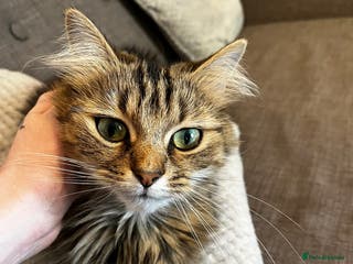 British Longhair cats Beautiful Rescue Cat Needs A Forever Home - Advert 2