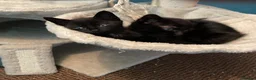 Domestic Shorthair cats for sale: ⭐️READY NOW!⭐️The Cutest Black DSH kittens 🐈‍⬛  - Advert 2