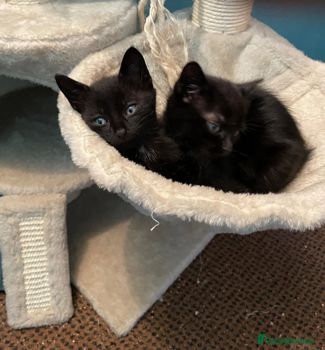 Domestic Shorthair cats for sale: ⭐️READY NOW!⭐️The Cutest Black DSH kittens 🐈‍⬛  - Advert 2