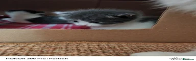 Khao Manee Kitten 3