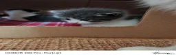 Khao Manee cats for sale: Beautiful kittens - Advert 3