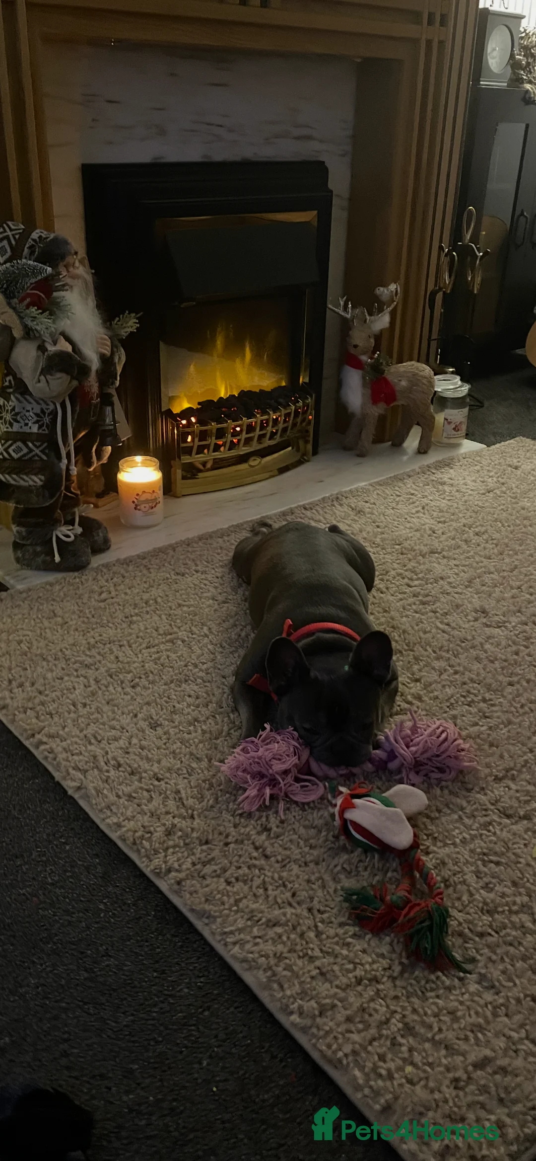 French Bulldog dogs for sale: French bull dog female 3 years old x - Advert 3