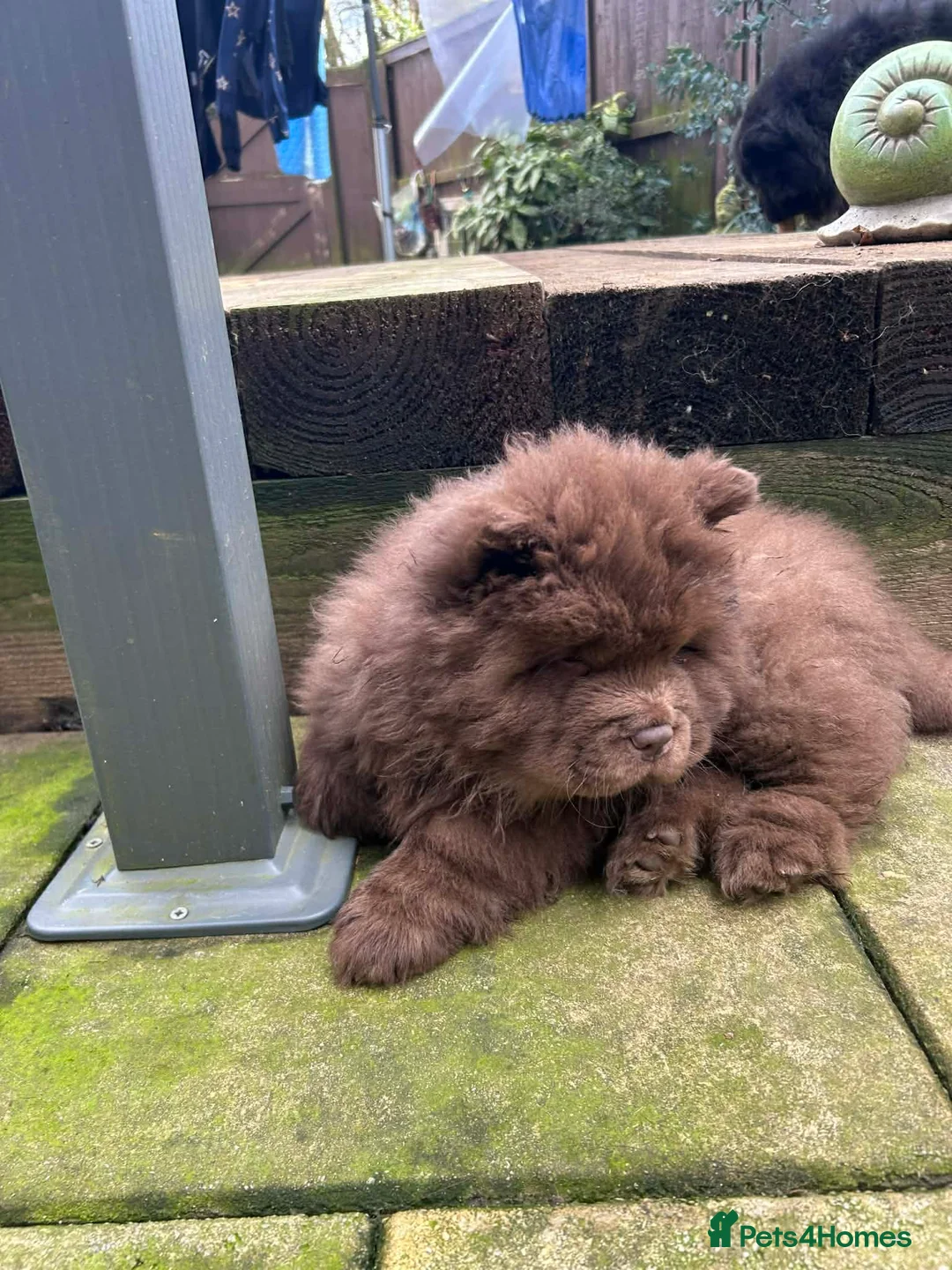 Chow Chow dogs for sale: Rough Coat Chow Chow Puppies in Peterborough - Advert 26
