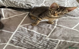 Mixed Breed cats for sale: Adorable Black🐈‍⬛ and Tabby🐈kittens😍 both £200 in Waltham Cross - Image 6