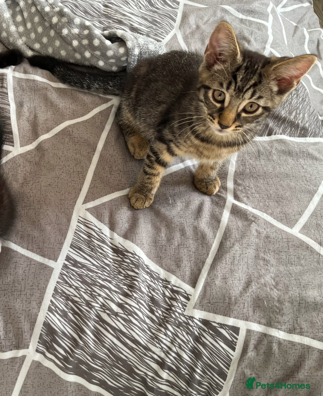 Mixed Breed cats for sale: Adorable Black🐈‍⬛ and Tabby🐈kittens😍 both £200 in Waltham Cross - Image 6