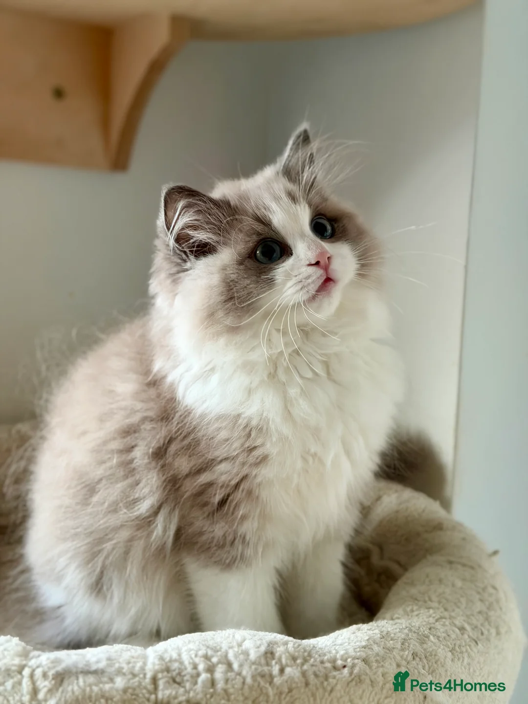 Ragdoll cats for sale: TICA registered cherubim kitten - Advert 1