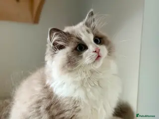 Ragdoll cats TICA registered cherubim kitten - Advert 3